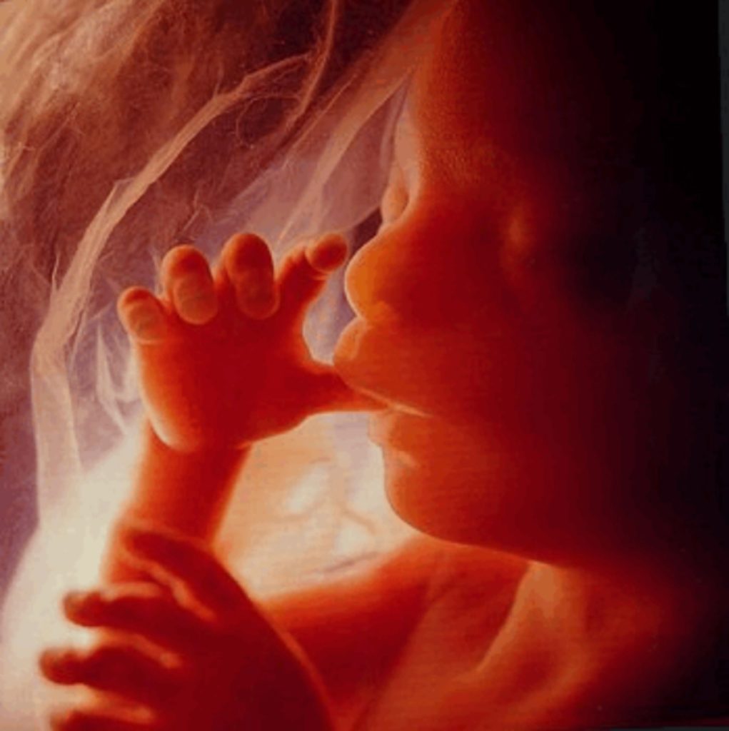 embryo